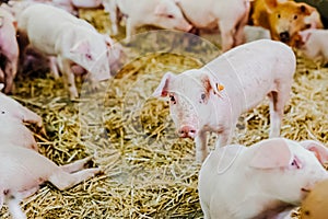 Young piglets in agricultural livestock farm