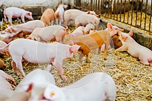 Young piglets in agricultural livestock farm