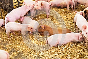 Young piglets in agricultural livestock farm