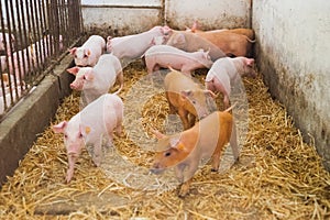 Young piglets in agricultural livestock farm
