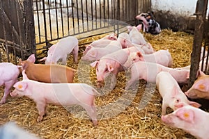 Young piglets in agricultural livestock farm