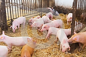 Young piglets in agricultural livestock farm