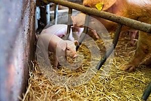 Young piglets in agricultural livestock farm