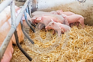 Young piglets in agricultural livestock farm