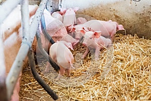 Young piglets in agricultural livestock farm