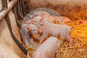 Young piglets in agricultural livestock farm
