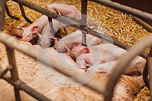 Young piglets sucking sow milk
