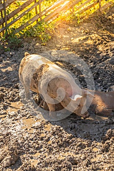 Young pigs enjoying dirt bath on a eco farm