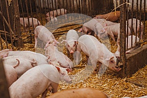 Young pigs and piglets in barn livestock farm