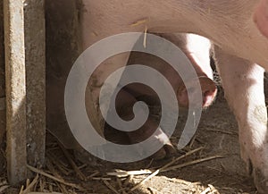 young pigs or piglets on a farm