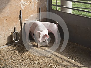 young pigs or piglets on a farm