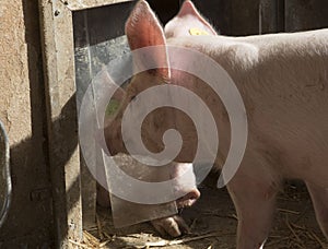 young pigs or piglets on a farm