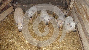 young pigs or piglets on a farm