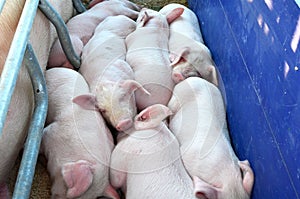 Young pigs a sleep in Pig Breeding farm in swine business in tidy and clean indoor housing.