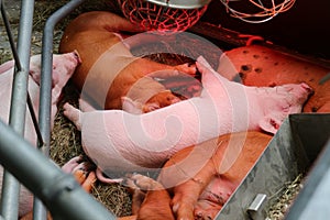 Young pigs sleeping in the barn