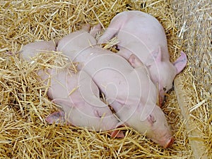 Young pigs sleeping on straw in pigsty.
