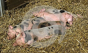 Young pigs in the straw