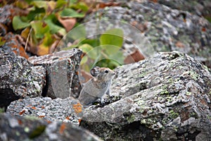 Young pika in the mountains of Tien Shan.