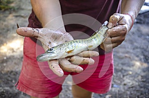 A young pike in the hands of a fisherman. Fishing