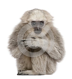 Young Pileated Gibbon, 1 year photo