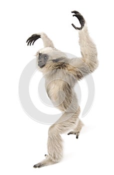 Young Pileated Gibbon, 1 year old photo