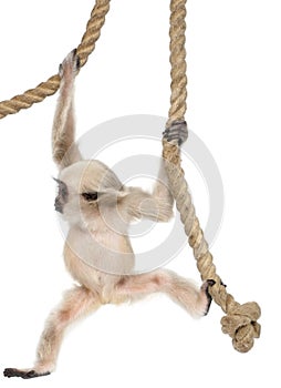 Young Pileated Gibbon, 4 months old photo
