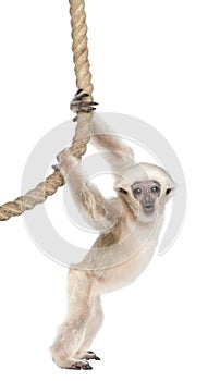 Young Pileated Gibbon, 4 months old photo