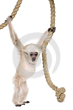 Young Pileated Gibbon, 4 months old, Hylobates Pileatus