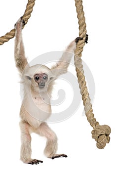 Young Pileated Gibbon, 4 months old, Hylobates Pileatus