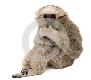 Young Pileated Gibbon, 4 months old, sitting
