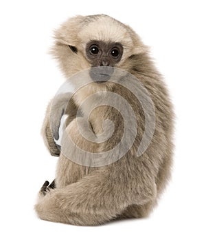 Young Pileated Gibbon, 4 months old, sitting