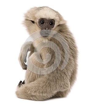 Young Pileated Gibbon, 4 months old, sitting photo