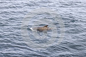 A young pilot whale (Globicephala melas) calf makes its way through the waves near Andenes,