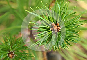 Young pine branch