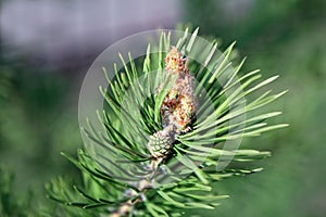 Young pine branch with new soft pinecone among needles