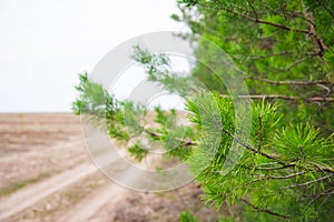 Young pine branch in spring