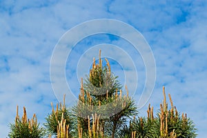 Young pine branches against the blue sky and white clouds.Ð¡oncept of growth, development