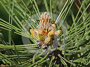 Young pine buds and cones