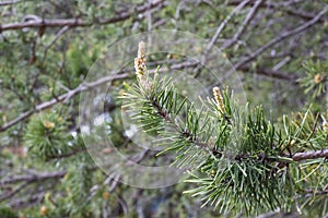 young pine buds, heatlhy drug in alternative medicine