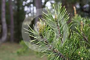 young pine buds, heatlhy drug in alternative medicine