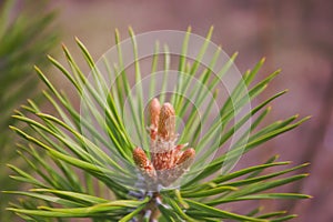 Young Pine buds in spring. Pinus mugo, dwarf mountain pine, mugo pine.