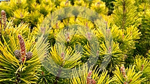 Young Pine buds in spring. Pinus mugo, dwarf mountain pine, mugo pine. Pinus mugo winter gold