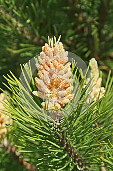 Young pine cone