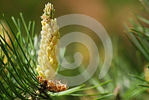 Young pine cone