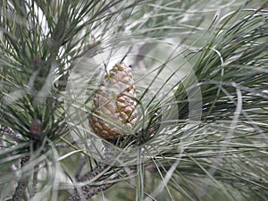 Young pine cone on a branch with long needles