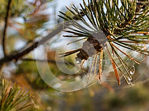 A young pine cone with spider web