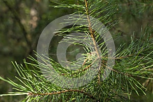 Young pine cone with spider web