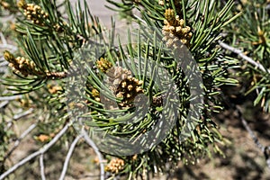 A young pine cone growing in New Mexico