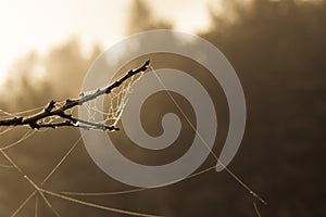 A young pine cone with spider web