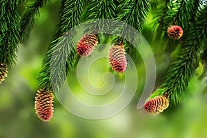 Young pine cones on the branches of a pine tree. Natural blurred background with coniferous plant at spring season